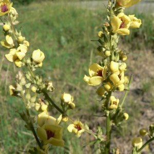 Photographie n°25126 du taxon Verbascum chaixii Vill. [1779]