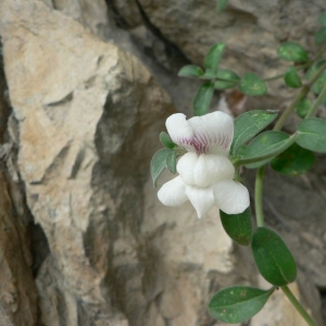 Orontium sempervirens (Lapeyr.) Pers. (Muflier sempervirent)