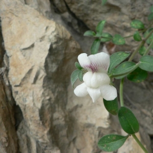 Antirrhinum sempervirens Lapeyr. (Muflier sempervirent)