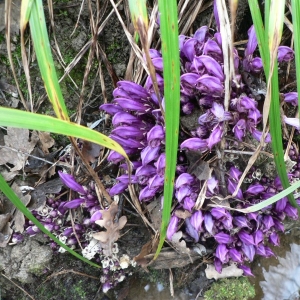 Photographie n°25134 du taxon Lathraea clandestina L. [1753]