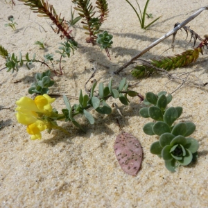 Photographie n°25136 du taxon Linaria thymifolia DC. [1805]