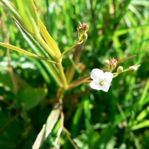 Veronica scutellata L. var. scutellata