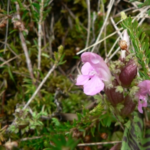 Photographie n°25141 du taxon Pedicularis sylvatica L. [1753]