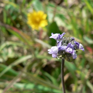Linaria carnosa Moench (Linaire des champs)