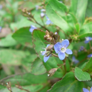 Photographie n°25155 du taxon Veronica beccabunga L. [1753]