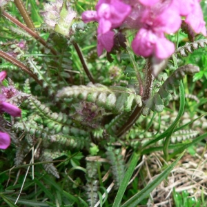 Photographie n°25157 du taxon Pedicularis verticillata L. [1753]