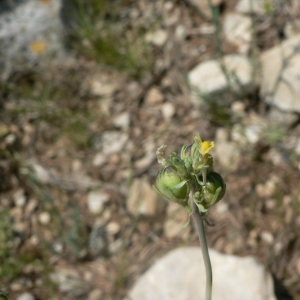 Photographie n°25159 du taxon Linaria simplex (Willd.) DC. [1805]