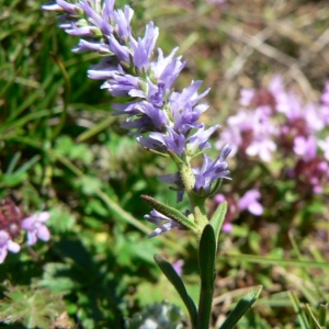 Photographie n°25160 du taxon Veronica spicata L. [1753]