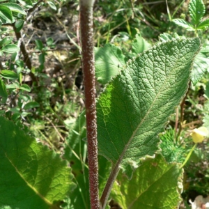 Photographie n°25161 du taxon Verbascum chaixii Vill. [1779]