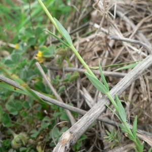 Photographie n°25165 du taxon Linaria micrantha (Cav.) Hoffmanns. & Link [1813]