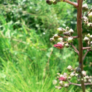 Photographie n°25170 du taxon Scrophularia nodosa L. [1753]