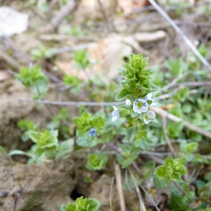 Photographie n°25172 du taxon Veronica serpyllifolia L. [1753]