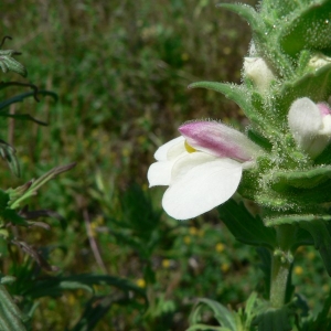 Photographie n°25173 du taxon Bartsia trixago L. [1753]