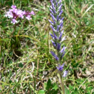 Photographie n°25175 du taxon Veronica spicata L. [1753]