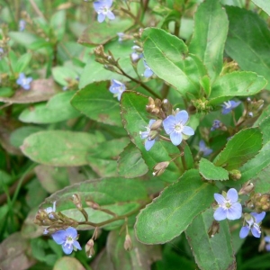 Photographie n°25176 du taxon Veronica beccabunga L. [1753]