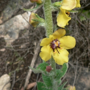 Photographie n°25181 du taxon Verbascum boerhavii L. [1767]