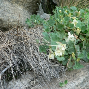 Photographie n°25184 du taxon Asarina procumbens Mill. [1768]