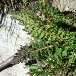 Photographie n°25194 du taxon Pedicularis tuberosa L. [1753]