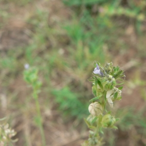 Photographie n°25196 du taxon Linaria micrantha (Cav.) Hoffmanns. & Link [1813]