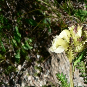 Pedicularis tuberosa var. minor Gaudin (Pédiculaire tubéreuse)