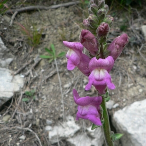 Photographie n°25200 du taxon Antirrhinum majus L. [1753]