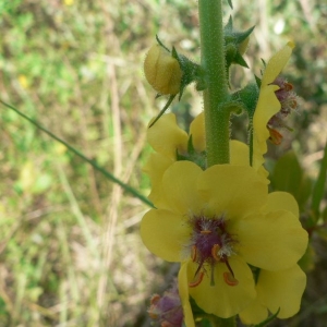 Photographie n°25204 du taxon Verbascum virgatum Stokes [1787]