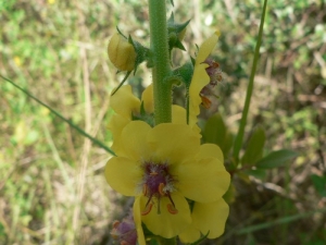 Mathieu MENAND, le 23 juin 2006 (Olonne-sur-Mer)