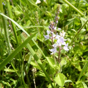 Photographie n°25209 du taxon Veronica officinalis L. [1753]