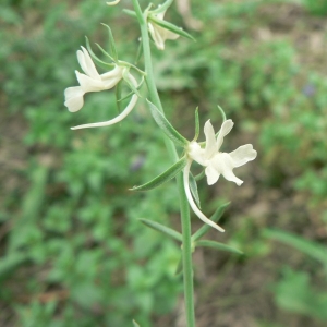  - Linaria chalepensis (L.) Mill. [1768]