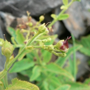 Photographie n°25214 du taxon Scrophularia scorodonia L. [1753]