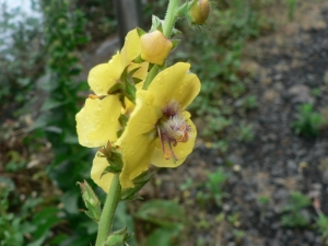 Mathieu MENAND, le 18 juin 2009 (Madère)