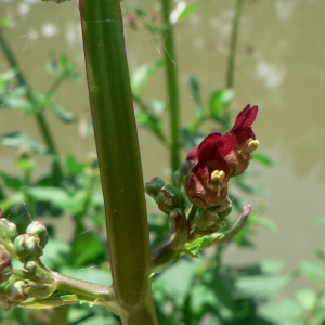 Photographie n°25225 du taxon Scrophularia auriculata L. [1753]