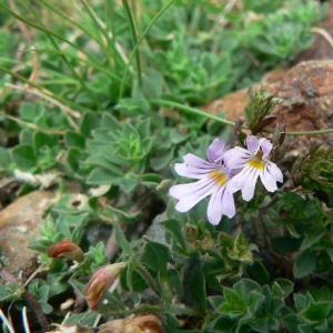 Photographie n°25227 du taxon Euphrasia alpina Lam. [1786]