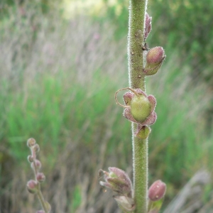 Photographie n°25233 du taxon Antirrhinum majus L. [1753]