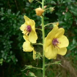 Photographie n°25234 du taxon Verbascum blattaria L. [1753]