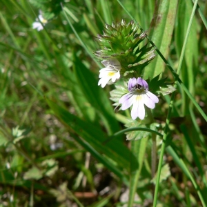 Photographie n°25237 du taxon Euphrasia stricta D.Wolff ex J.F.Lehm. [1809]