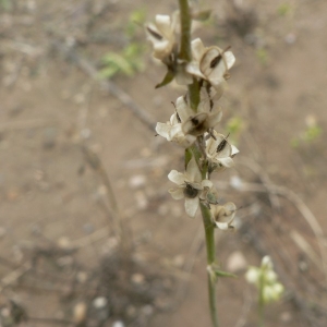 Photographie n°25240 du taxon Linaria micrantha (Cav.) Hoffmanns. & Link [1813]