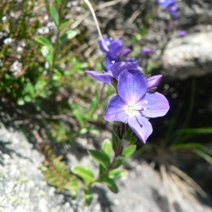 Photographie n°25241 du taxon Veronica fruticans Jacq. [1762]