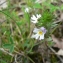  Mathieu MENAND - Euphrasia stricta D.Wolff ex J.F.Lehm. [1809]