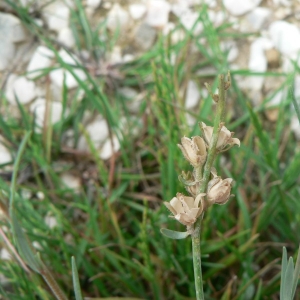 Photographie n°25247 du taxon Linaria arvensis (L.) Desf. [1799]