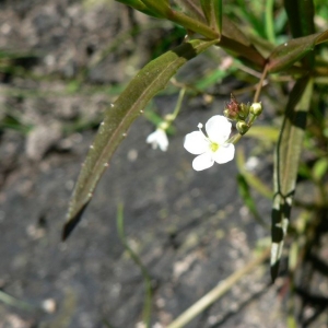  - Veronica scutellata var. scutellata