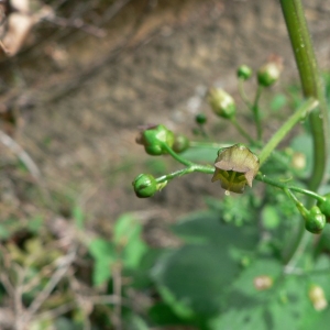 Photographie n°25256 du taxon Scrophularia alpestris J.Gay ex Benth. [1846]