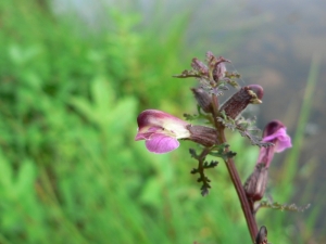 Mathieu MENAND, le 18 juillet 2009 (Finlande)