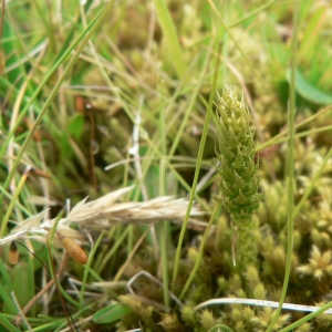 Bernhardia spinosa Gray (Sélaginelle fausse sélagine)