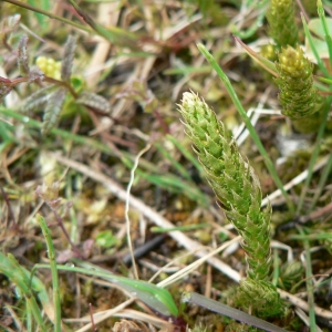 Photographie n°25270 du taxon Selaginella selaginoides (L.) P.Beauv. ex Schrank & Mart. [1829]