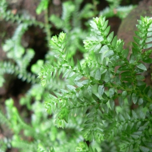 Selaginella kraussiana (Kunze) A.Braun (Sélaginelle des jardiniers)
