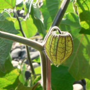 Photographie n°25280 du taxon Physalis peruviana L. [1763]