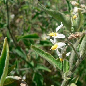Photographie n°25281 du taxon Solanum chenopodioides Lam. [1794]