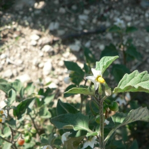 Photographie n°25287 du taxon Solanum villosum subsp. miniatum (Bernh. ex Willd.) Edmonds [1984]