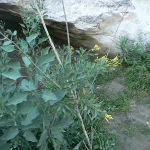 Photographie n°25291 du taxon Nicotiana glauca Graham [1828]